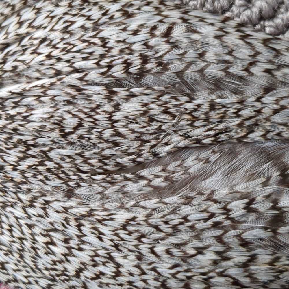 Authentic Feather Collection - Picture 5 of 9
